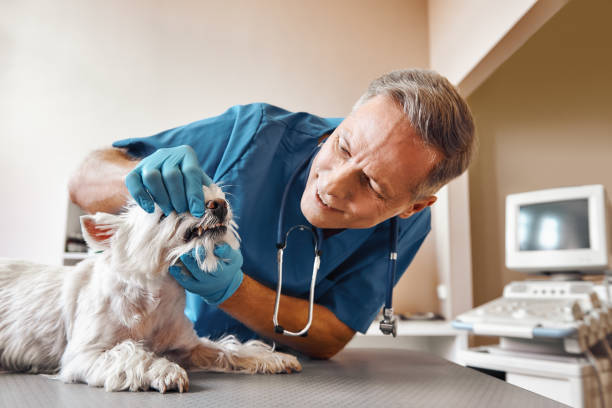 Best After-Hours Dental Trauma Care in Baltimore, MD